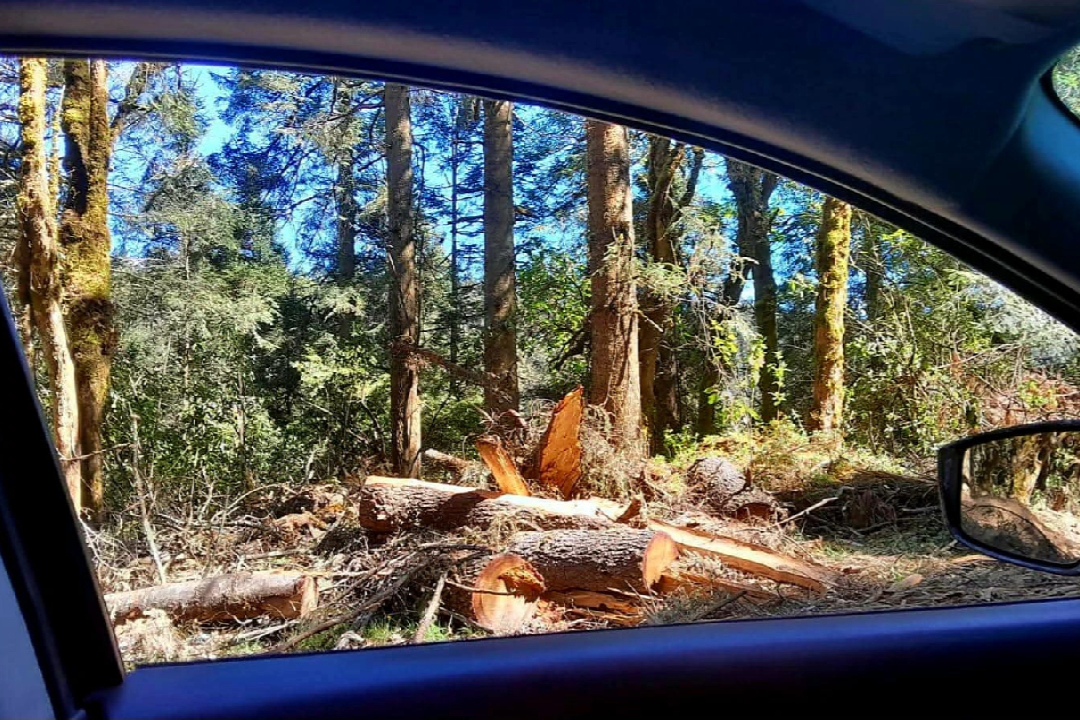 Tala Ocuilan 3-16112025